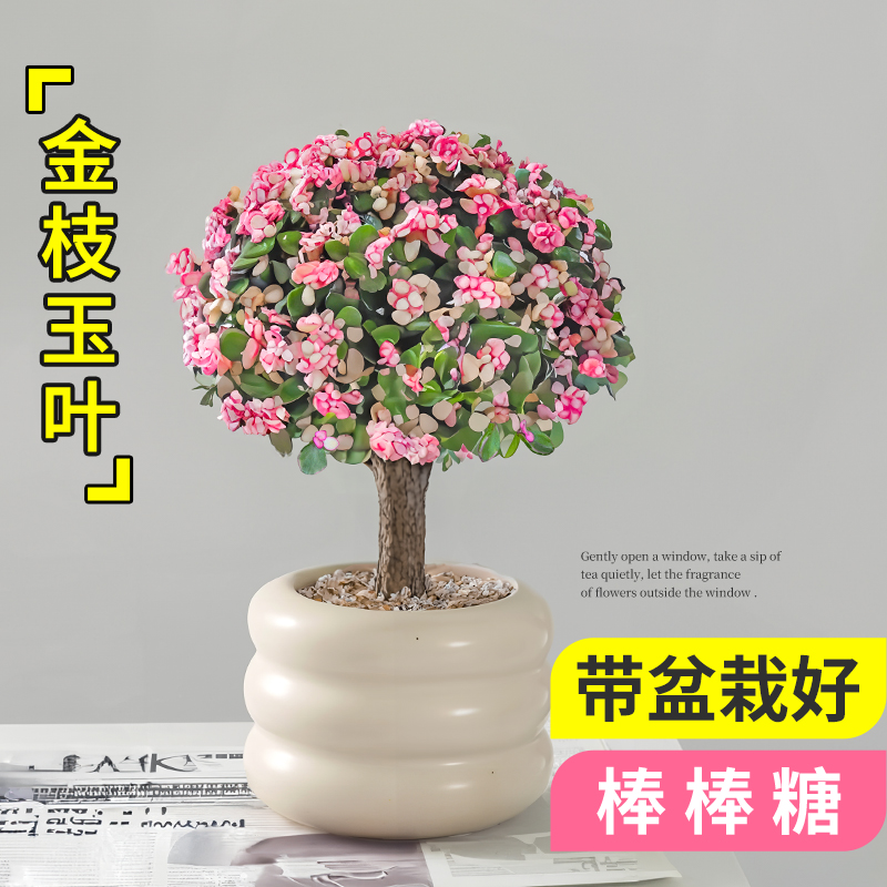 金枝玉叶盆栽老桩多肉植物棒棒糖造型水培盆景办公室内花卉绿植物