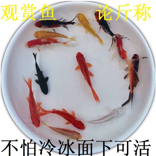 小鱼观赏鱼论斤称小金鱼活鱼花草红白红草金锦鲫锦鲤鱼饲料鱼好养