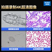奥斯微研究级生物实验室显微镜4K超高清高倍科学专业级可看细菌细