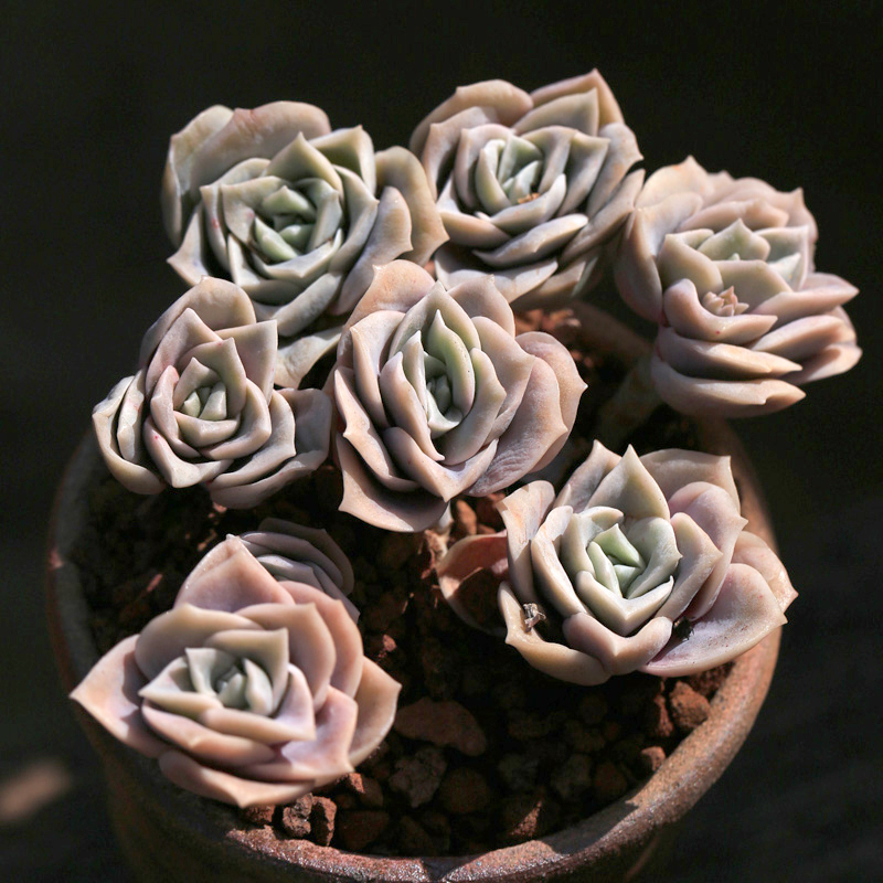 可爱玫瑰多肉植物散群多头梦想花园维尼美家室内肉肉绿植盆栽花卉