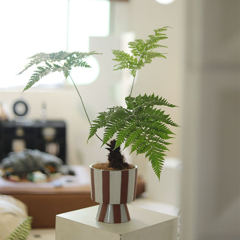 红麟毛蕨室内办公桌面盆栽小众禅意新中式绿植盆景观叶蕨类植物