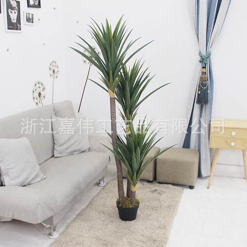 三杆小剑麻jiawei/嘉伟直销出口装饰植物