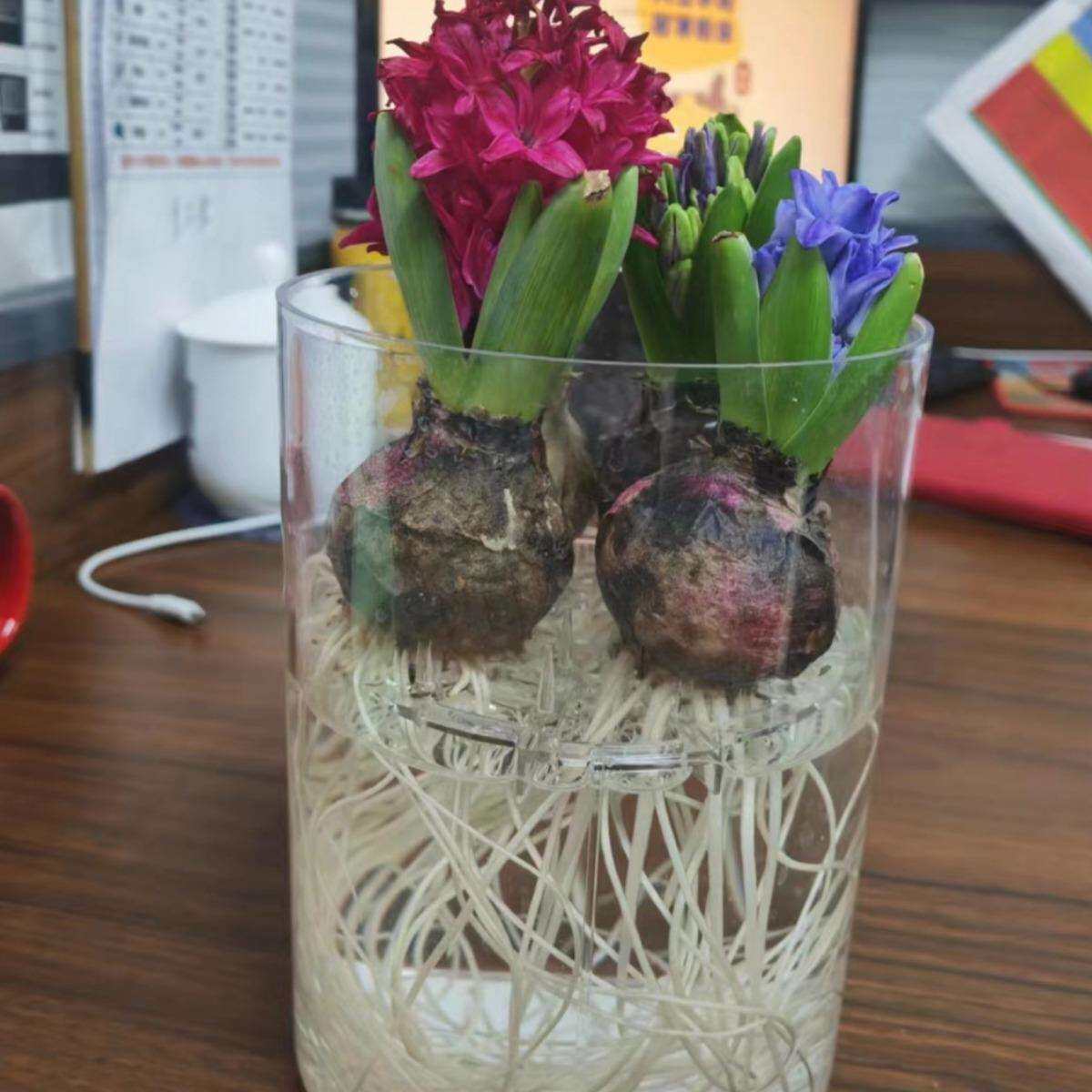 水培风信子花盆透明花盆熔器现货供应风信子花盆陏郁金香种植花杯