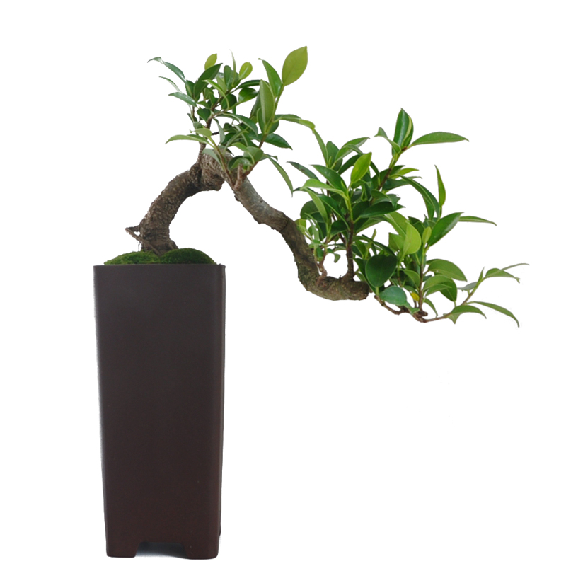 盆景植物悬崖提根素材文竹榆树六月雪赤楠清香木红枫紫檀米竹雀梅