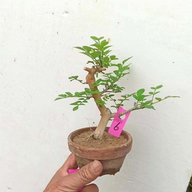 对节白蜡盆景老桩树苗微小型掌中宝矮霸熟桩提根造型绿植一物一拍