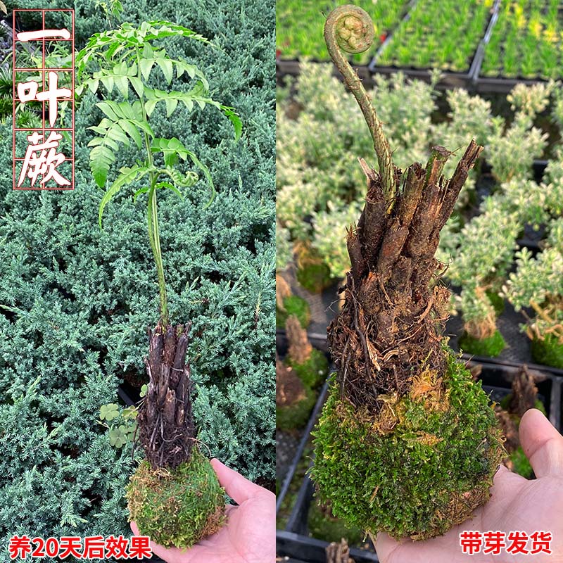 网红一叶蕨类植物盆栽花卉富贵蕨盆景植物室内绿植摆件办公室易活