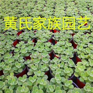 喷喷香新款绿色桌面盆栽绿植多肉碰碰抹香一摸香 驱蚊买就送肥料