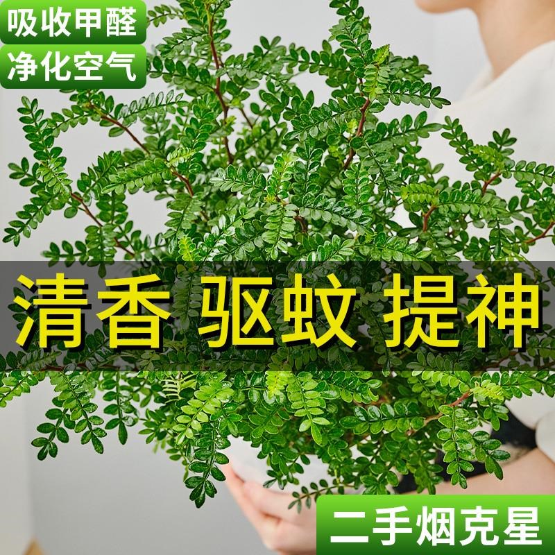 正宗老桩清香胡椒木盆栽花卉室内驱蚊花草植物树苗盆景九里香绿植