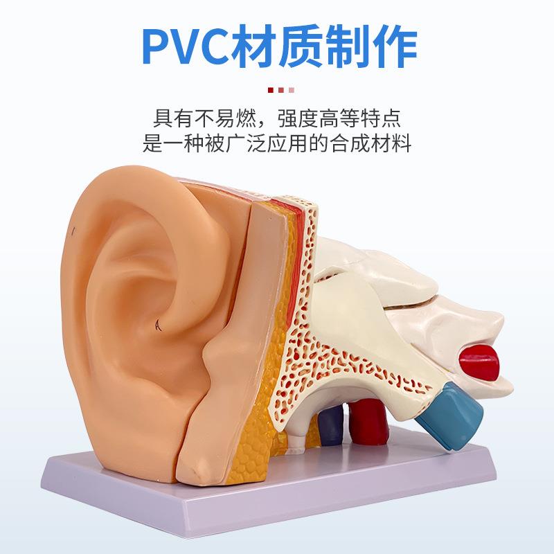 教学仿真人体耳朵放大模型解剖外中内耳部耳听系觉统朵构造耳48医