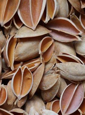 NEA色漂白小梧桐壳花荷花本原莲材料