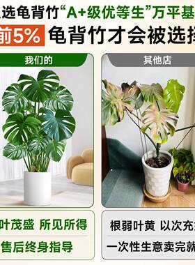 客龟背竹F99797J6厅大盆栽老桩植物办公室大绿型植内室盆景净化空