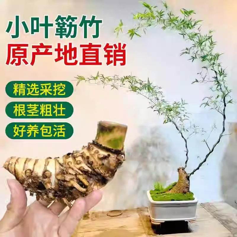 小叶簕竹桩子盆景大号青皮端勒竹无品牌/季老桩内茶室高小盆景四,鲜花速递/花卉仿真/绿植园艺,造型盆景,淘宝优惠券,粉丝福利购,淘宝优惠卷