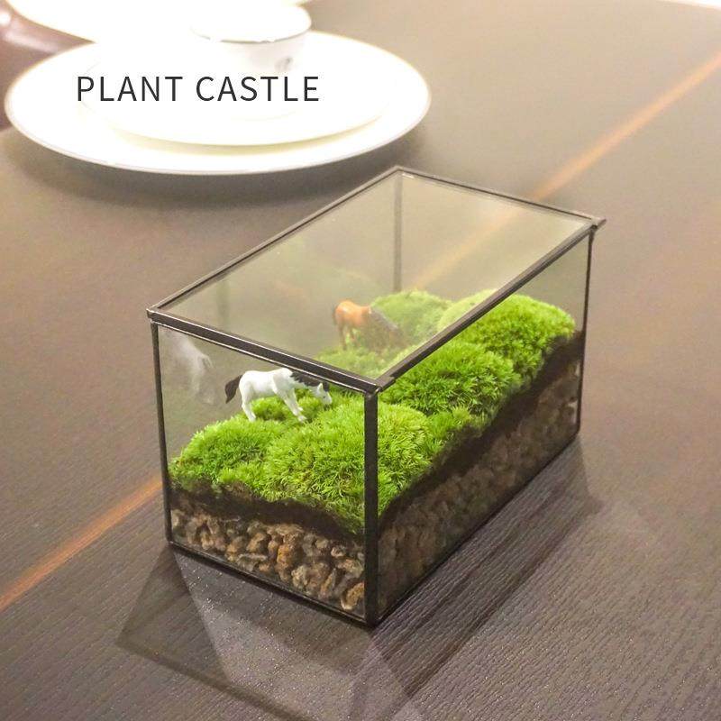 苔藓微景观摆件鲜活植物青苔白发藓玻璃盆景迷你微观生态瓶苔藓