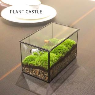 苔藓微景观摆件鲜活植物青苔白发藓玻璃盆景迷你微观生态瓶苔藓