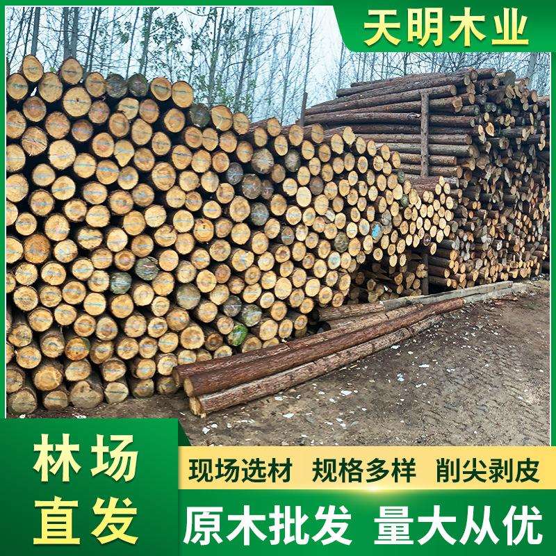 杉木原木桩户外河岸护坡圆木桩园林绿化树木支撑杆落叶松打桩木