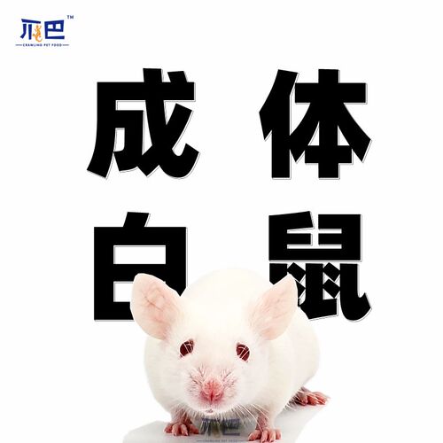 活小白鼠成体亚成爬宠角蛙饲料喂宠物蛇猫粮龟食物守宫包邮包活