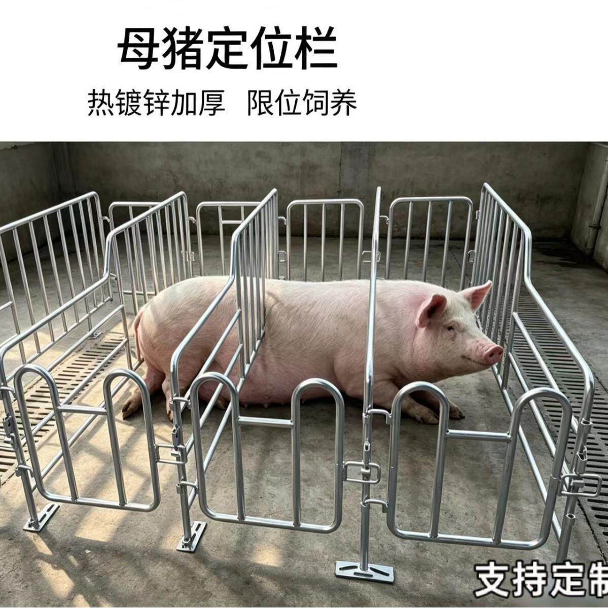 母猪定位栏加厚镀锌限位栏，猪场养殖母猪限位栏设备