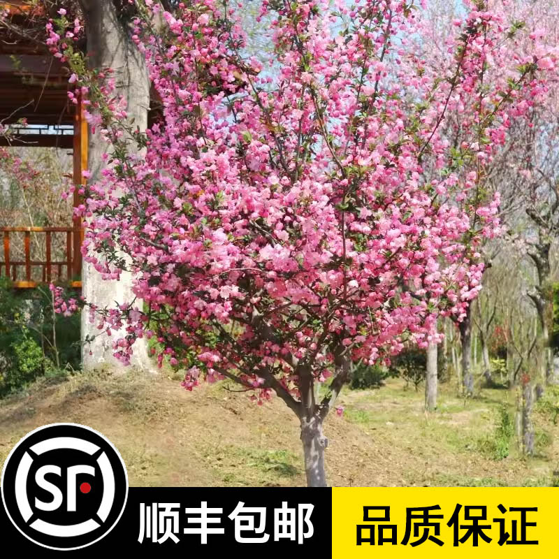 海棠树苗庭院西府垂丝海棠花盆栽地栽大型四季花卉耐寒南北方种植