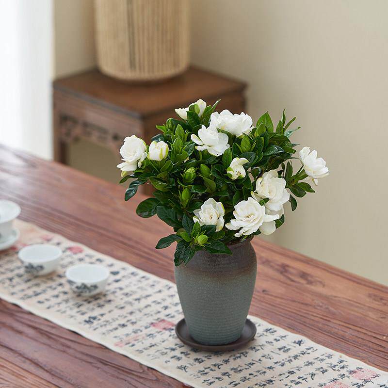 子花盆桌栽花卉hz712997绿植阳台栀室内公室面开花景四季好养盆浓