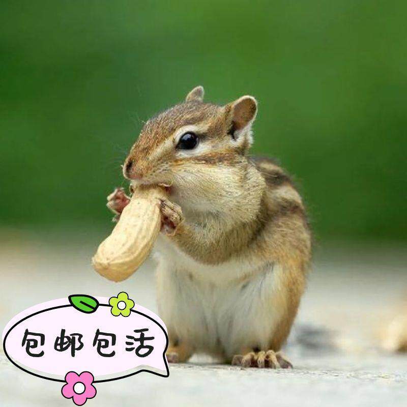 花栗鼠养殖场笼送子物花枝鼠包邮FL金花顺丰松鼠宠崽松鼠活幼检疫