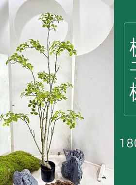 栽EIN仿景真绿植栀子树落地盆飘逸绿色植物家居客厅摆件花造艺布