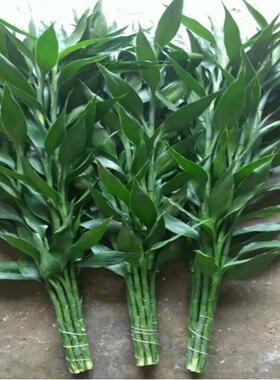 富贵竹节水培植物盆EPY栽水绿植花绿卉室内花客厅养萝竹节高一件