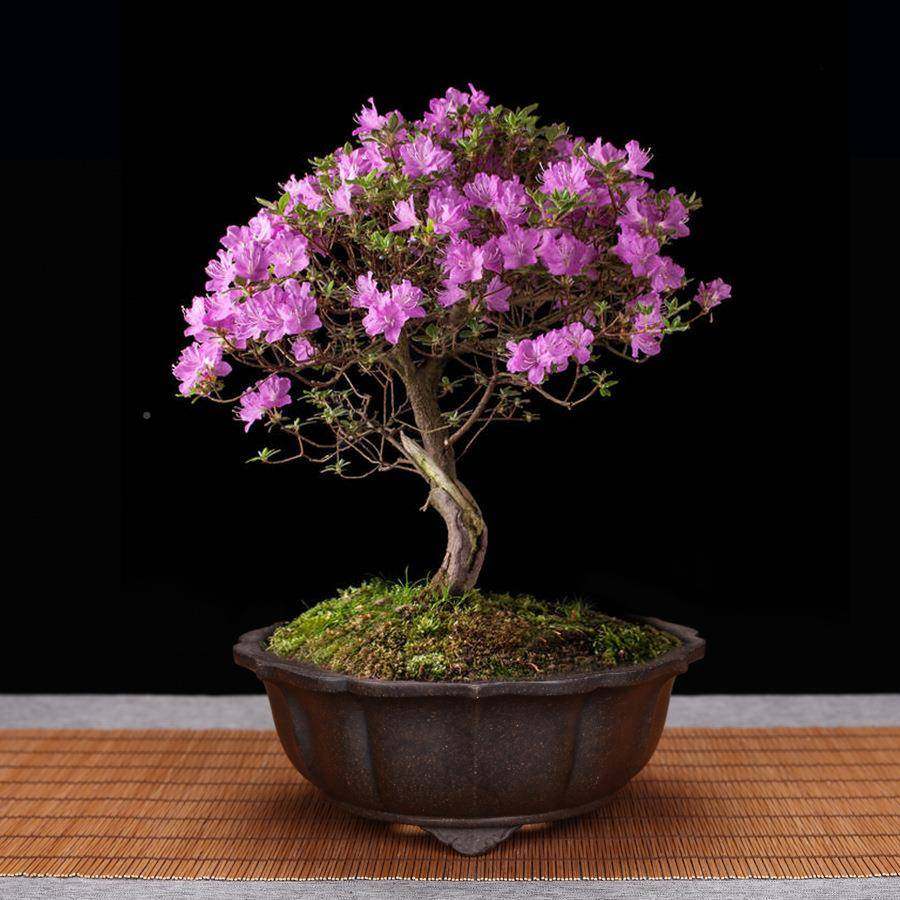 精品菱花花紫砂盆兰花多GXD菖肉盆景室内桌面园艺绿植蒲创意陶瓷,家居饰品,花盆,淘宝优惠券,粉丝福利购,淘宝优惠卷