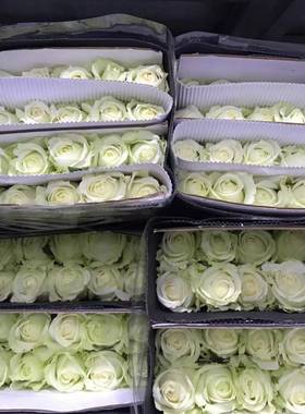 云南鲜花白色玫白雪山RPZ瑰真花瑰礼玫家用送鲜切花新鲜现采玫瑰