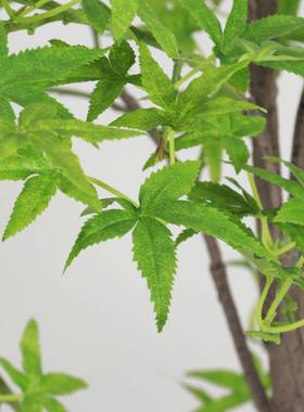 款新真植仿真枫叶仿树网PWD红绿绿枫树酒店商场绿植假树室内外装