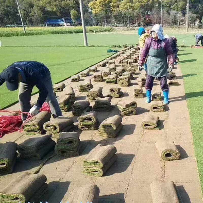 绿平四航真草坪带土季青马尼拉果10049409岭草百慕绿化草皮泥大土