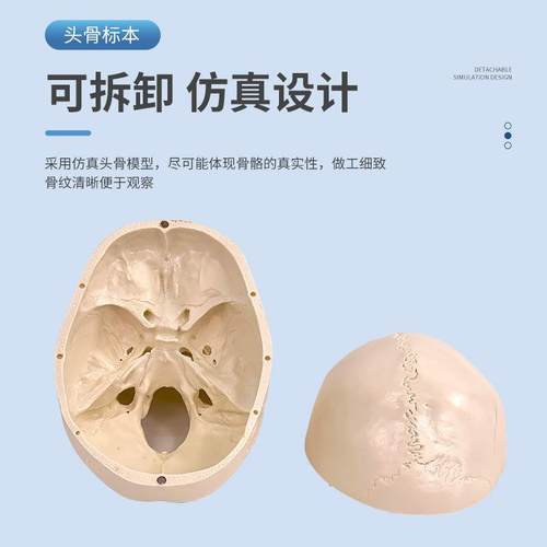 型177人体头骨带模型头骨附脑模颅骨大脑解头剖模型颅脑结构模型
