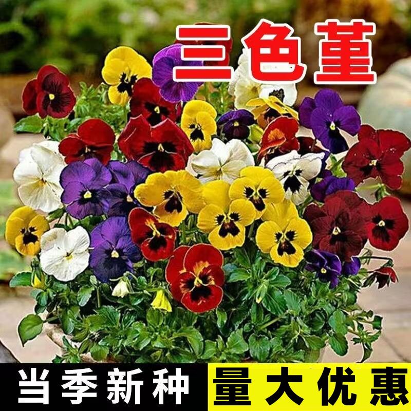 三色堇花种四季播种开花矮生草花盆栽植物猫脸花蝴蝶花种籽子耐寒