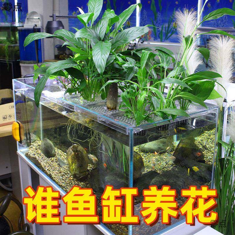 鱼缸水培植仓物家用水草种植杯壁清挺水植物定植篮鱼水缸篮厂家直