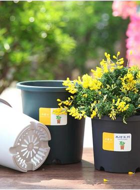 烂花小果汀新bzl66922根三代控室外加仑盆月季铁线莲绣球不根树脂