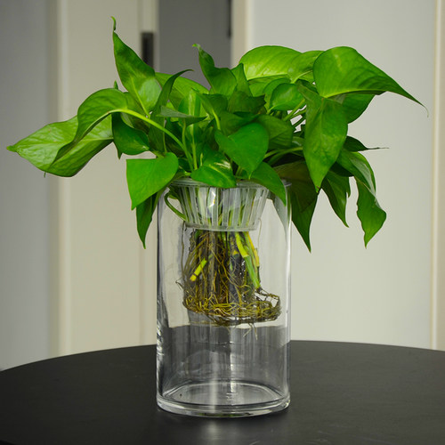 圆柱鱼缸玻璃花瓶水培植物简约桌面透明加厚插花瓶绿萝水养缸容器
