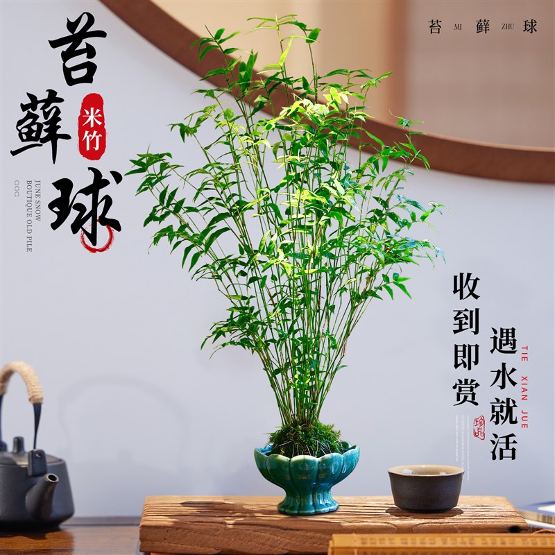 苔藓球植物红杆观音竹米竹红竹水培盆景客厅室内桌面观赏竹子盆栽