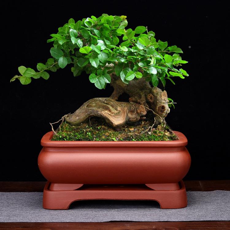 紫室砂花盆假精品长方OEM形带底座约家用陶瓷简榕树老桩绿植内山