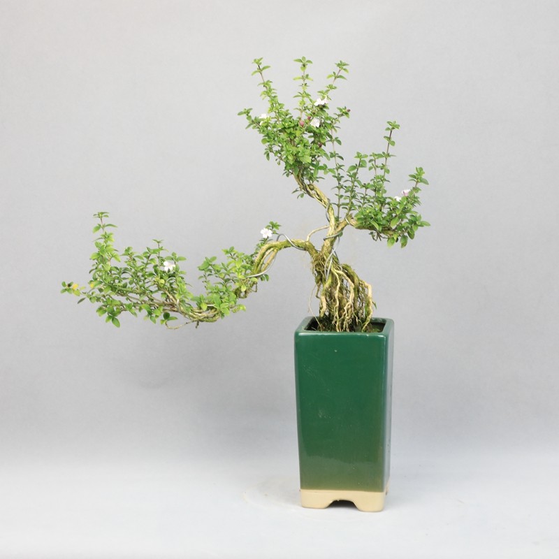 六月雪 金边提根悬崖造型老桩 室内阳台桌面小盆栽迷你植物微盆景