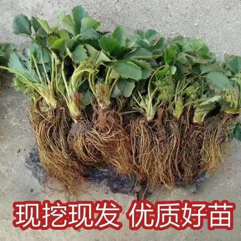 草莓苗四季奶油草莓带土带叶阳台食用当年结果盆栽地栽南北方种植