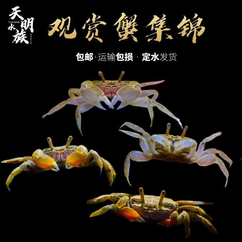 樱桃迷你辣椒蟹深水恶魔蟹观赏蟹豹点将军相手蟹蝴蝶淡水宠物虾蟹