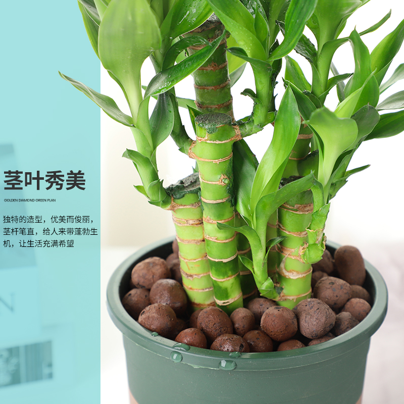 水培植物荷花竹水养盆栽室内花卉绿植文昌竹水培富贵竹净化空气好