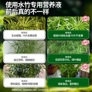 水竹肥料专用肥营养液家用盆栽富贵竹转运竹水培植物治黄叶水溶肥