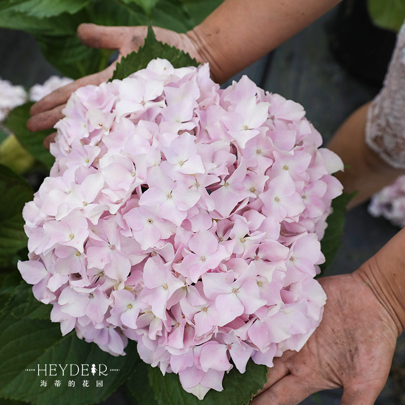 海蒂的花园青岛绣球大花粉白色可爱耐阴阳台露台花卉植物盆栽花苗
