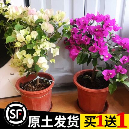 买1送1三角梅带花盆栽爬藤重瓣植物阳台庭院树苗四季开花卉不断