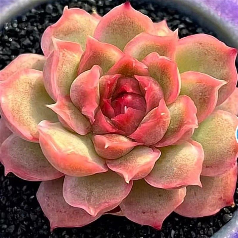 慢悠花房云南仓 虾饺 精品多肉(云南仓),鲜花速递/花卉仿真/绿植园艺,多肉植物,淘宝优惠券,粉丝福利购,淘宝优惠卷