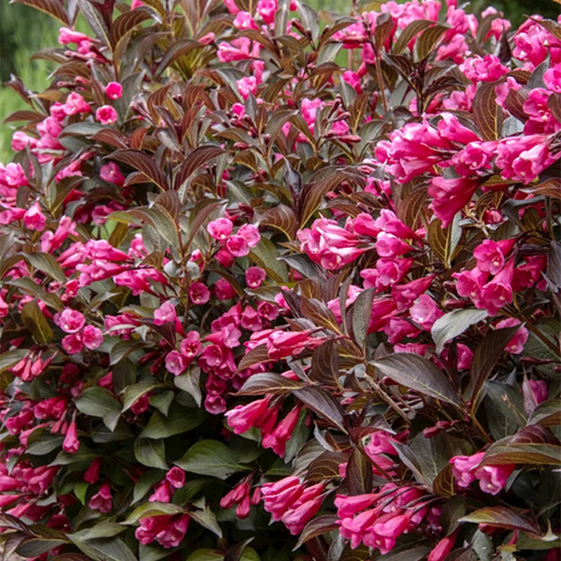 五彩花叶锦带金叶红王子锦带花苗盆栽多年生木本观叶花卉灌木大苗,鲜花速递/花卉仿真/绿植园艺,绣球/木绣球/木本植物,淘宝优惠券,粉丝福利购,淘宝优惠卷