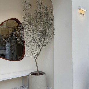 橄榄树盆栽油橄榄 大型真树网红植物北欧风室内阳台户外生命力强