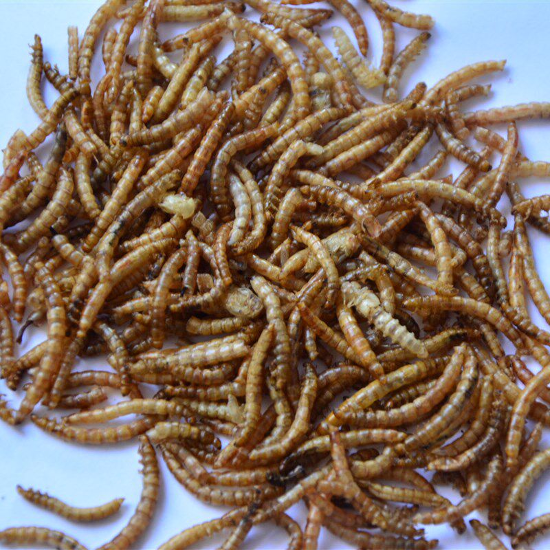 鸟食饲料黄粉虫虫干画眉鹩哥八哥鸟粮仓鼠面包虫干包邮500g