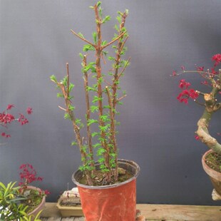 水杉丛林盆景盆栽办公室绿植养眼小植物木本久生植物微型盆景