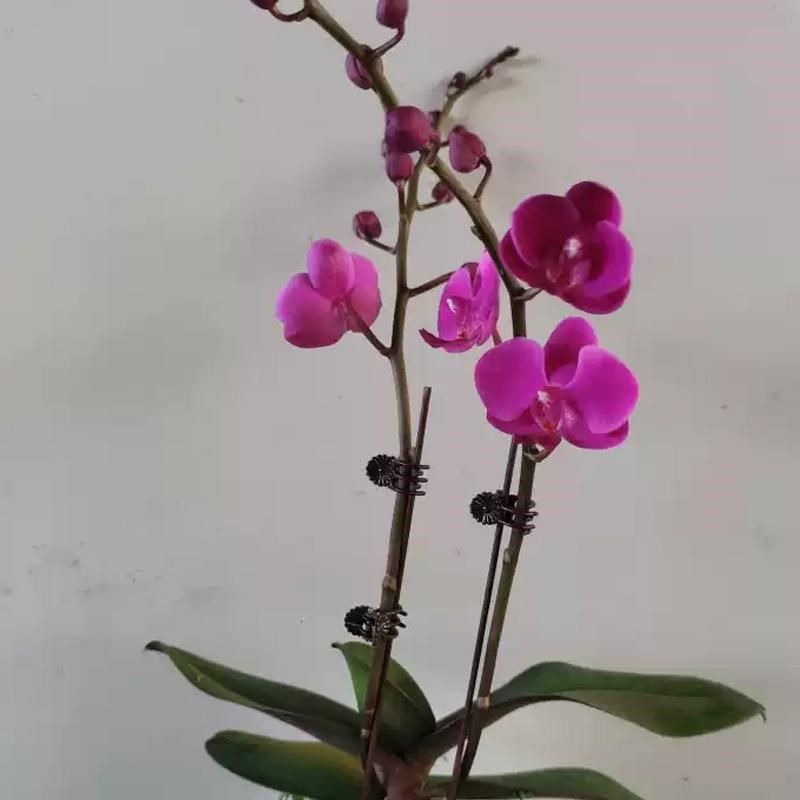 满天红蝴蝶兰一抹红观赏兰花期长真花好养客厅摆件盆栽绿植满天星,鲜花速递/花卉仿真/绿植园艺,国兰/杂交兰/洋兰类,淘宝优惠券,粉丝福利购,淘宝优惠卷